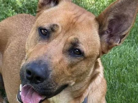 Coco, female young German Shepherd for adoption at Tierheim Heinsberg