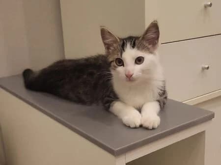 Cody, male puppy European Shorthair for adoption at Tierheim Heinsberg