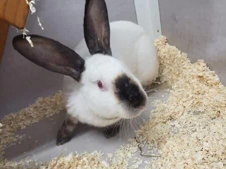 Cranberry, female 4yo mixed breed for adoption at Tierheim Heinsberg