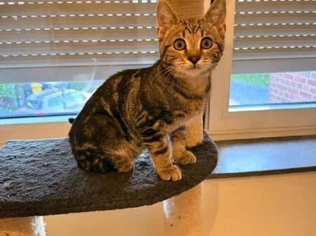 Delta, male puppy European Shorthair for adoption at Tierheim Heinsberg