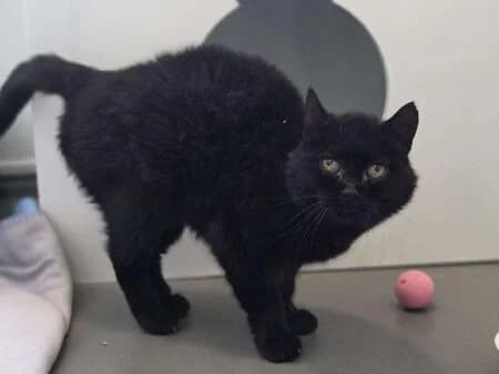 Elisabeth, female senior European Shorthair for adoption at Tierheim Heinsberg