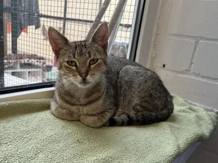 Fenella, female 4yo European Shorthair for adoption at Tierheim Heinsberg