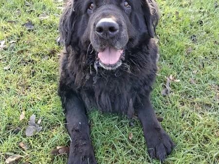 Frieda, female 7yo Newfoundland for adoption at Tierheim Heinsberg