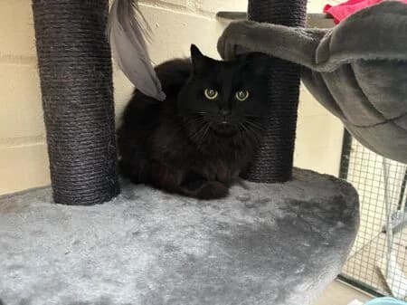 Gracia, female senior Maine Coon for adoption at Tierheim Heinsberg