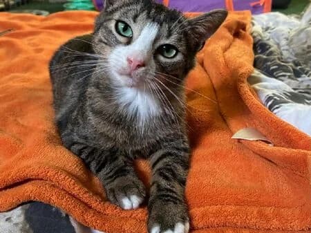 Grinch, male young European Shorthair for adoption at Tierheim Heinsberg
