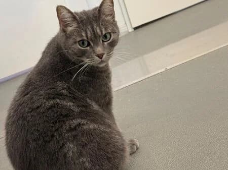Grisha, female 6yo European Shorthair for adoption at Tierheim Heinsberg