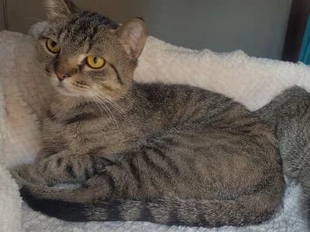 Hardy, male young European Shorthair for adoption at Tierheim Heinsberg