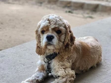 Hope, female young Cocker Spaniel for adoption at Tierheim Heinsberg