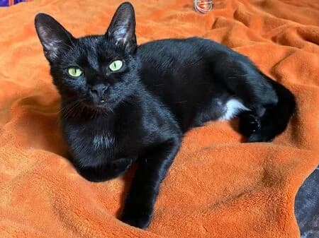 Hui Buh, male young European Shorthair for adoption at Tierheim Heinsberg