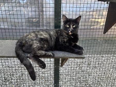 Insa, female young European Shorthair for adoption at Tierheim Heinsberg
