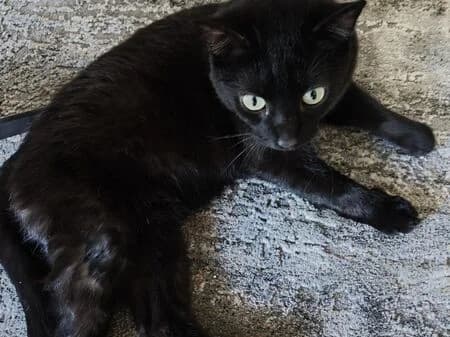 Jaco, male 3yo European Shorthair for adoption at Tierheim Heinsberg