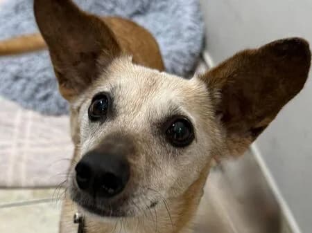 Julietta, female senior Podenco for adoption at Tierheim Heinsberg