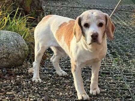 Karl, male senior Beagle for adoption at Tierheim Heinsberg