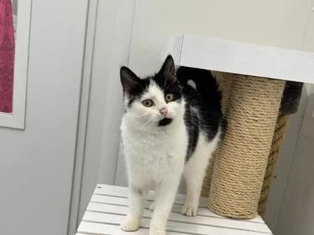 Kiwi, female young European Shorthair for adoption at Tierheim Heinsberg