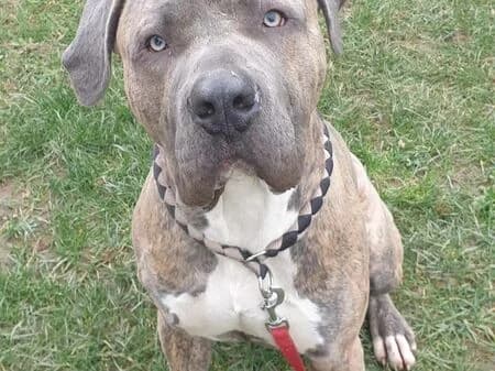 Loki, male 5yo Staffordshire Bull Terrier for adoption at Tierheim Heinsberg