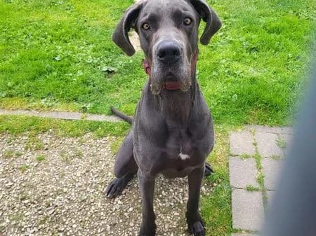 Ludwig, male 5yo Great Dane for adoption at Tierheim Heinsberg