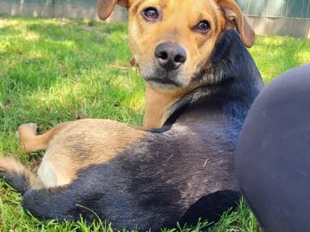 Lupo, male young Mixed Breed for adoption at Tierheim Heinsberg