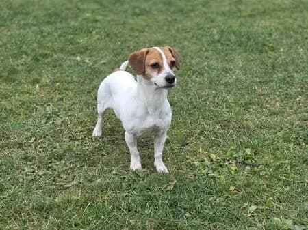 Maeve, female senior Jack Russell Terrier for adoption at Tierheim Heinsberg
