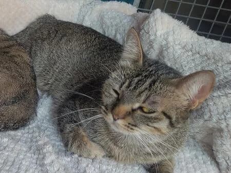 Meggy, female young European Shorthair for adoption at Tierheim Heinsberg
