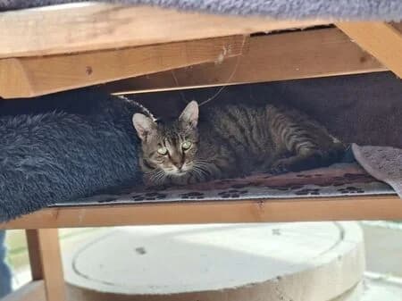 Mero, male senior European Shorthair for adoption at Tierheim Heinsberg