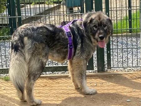 Nala, female 7yo mixed breed for adoption at Tierheim Heinsberg