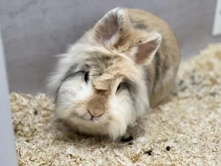 Nikic, male 5yo mixed breed for adoption at Tierheim Heinsberg