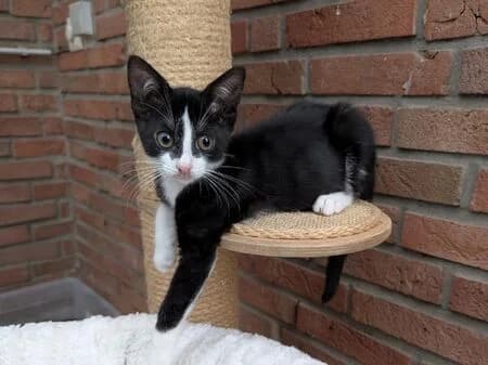 Pichu, male puppy European Shorthair for adoption at Tierheim Heinsberg