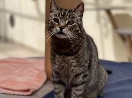 Pierre, male senior European Shorthair for adoption at Tierheim Heinsberg