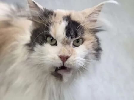 Puschel, female young Maine Coon for adoption at Tierheim Heinsberg