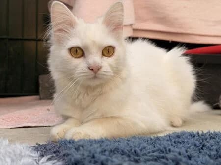 Pusteblume, female young European Shorthair for adoption at Tierheim Heinsberg