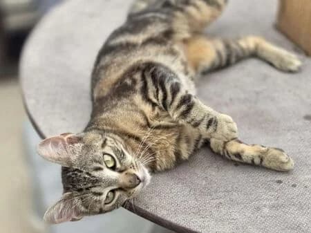 Squishy, female puppy European Shorthair for adoption at Tierheim Heinsberg
