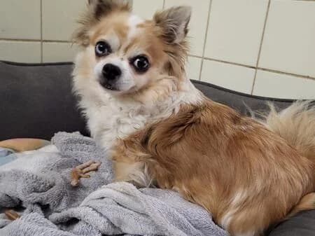 Stella, female senior Chihuahua for adoption at Tierheim Heinsberg