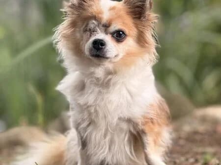 Stella, female senior Chihuahua for adoption at Tierheim Heinsberg