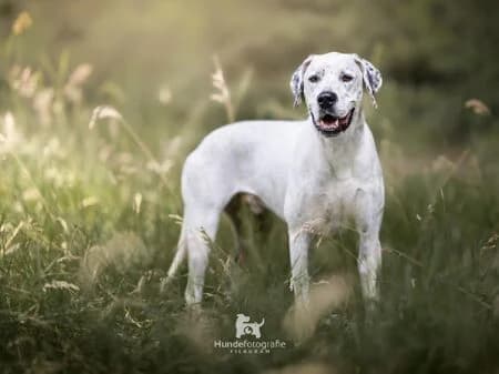 Tabaluga, male senior mixed breed for adoption at Tierheim Heinsberg