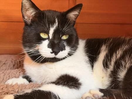 Totoro, male young European Shorthair for adoption at Tierheim Heinsberg