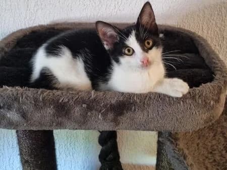 Twinkle, female puppy European Shorthair for adoption at Tierheim Heinsberg