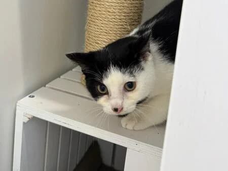 Vito, male young European Shorthair for adoption at Tierheim Heinsberg