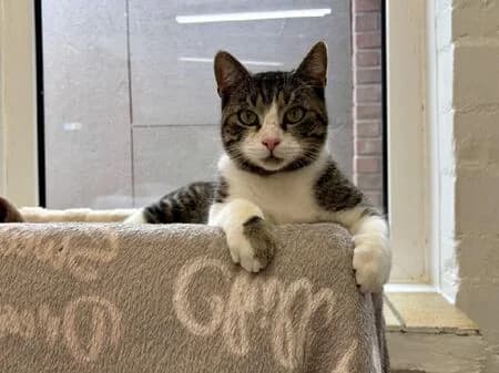 Wesley, male young European Shorthair for adoption at Tierheim Heinsberg