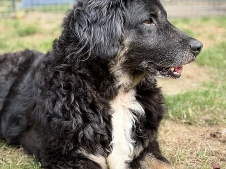 Zojja, female senior Mixed Breed for adoption at Tierheim Heinsberg