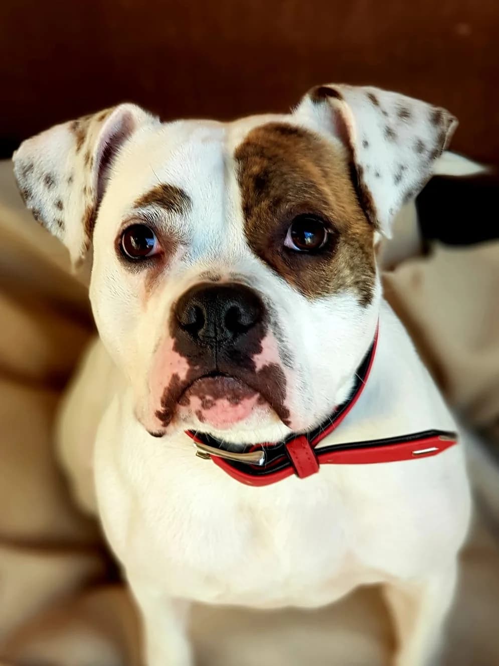 Fenja, female Staffordshire Bull Terrier for adoption at Tierheim Helenenhof-Hürth/Tierschutzverein, Hürth