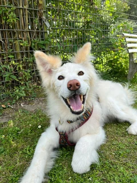 Bailey, male Samoyed for adoption at Tierheim Helenenhof-Hürth/Tierschutzverein