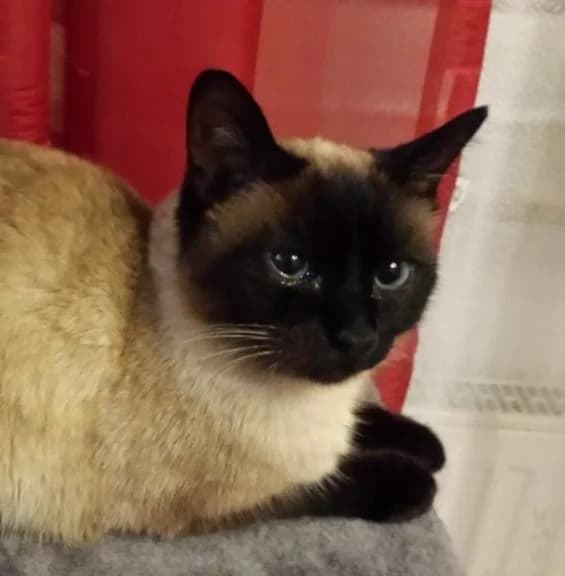 Haben Sie ein Tier gefunden?, male Mixed Breed for adoption at Tierheim Helenenhof-Hürth/Tierschutzverein