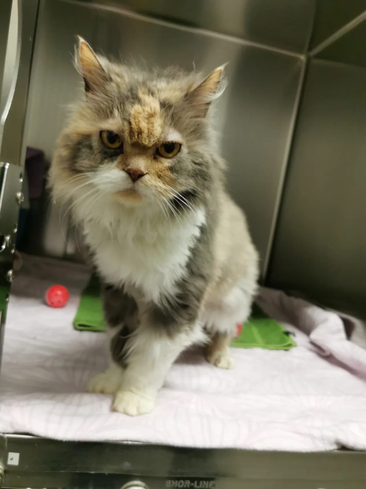 Vermittelt! Januar 2022, Mixed Breed for adoption at Tierheim Helenenhof-Hürth/Tierschutzverein