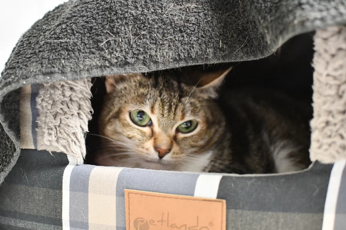 Vermittelt! Februar 2022, Mixed Breed for adoption at Tierheim Helenenhof-Hürth/Tierschutzverein