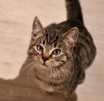 Vermittelt! März 2022, Mixed Breed for adoption at Tierheim Helenenhof-Hürth/Tierschutzverein