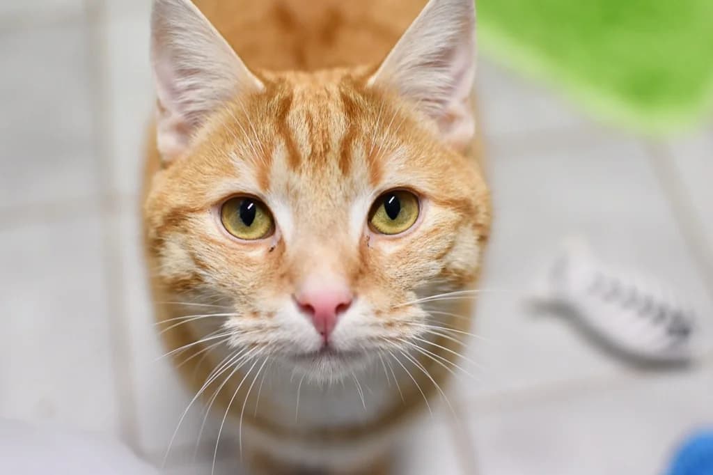 Vermittelt! April 2022, Mixed Breed for adoption at Tierheim Helenenhof-Hürth/Tierschutzverein