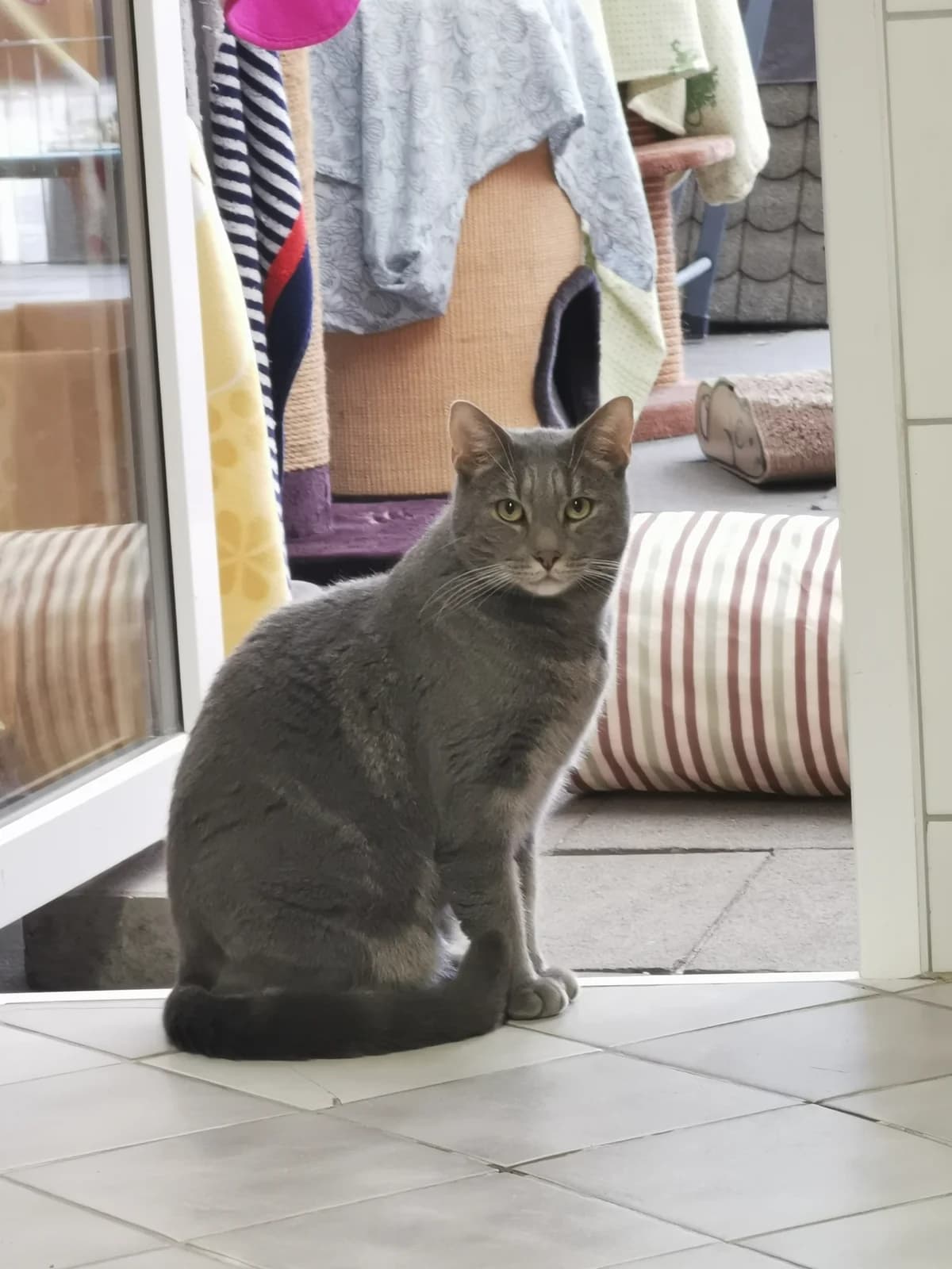 Vermittelt! Mai 2022, Mixed Breed for adoption at Tierheim Helenenhof-Hürth/Tierschutzverein