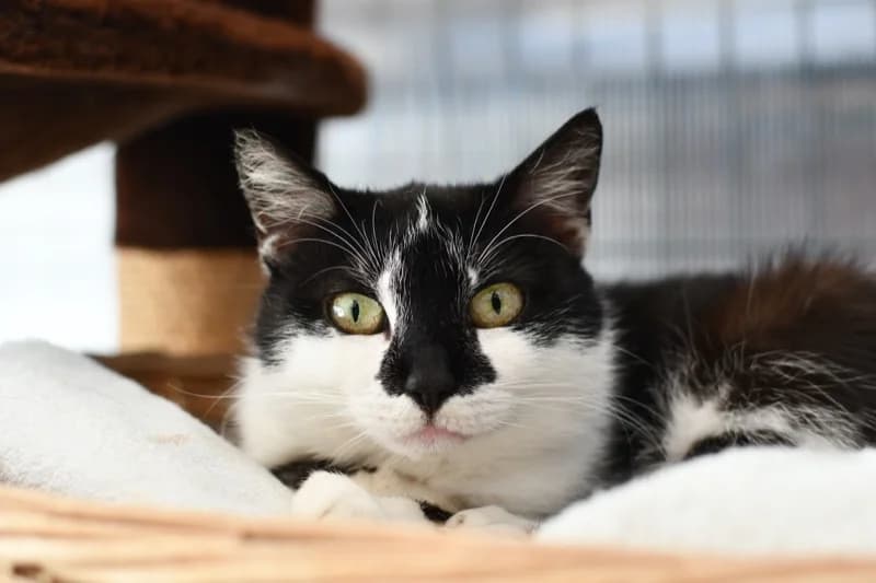 Vermittelt! Juli 2022, Mixed Breed for adoption at Tierheim Helenenhof-Hürth/Tierschutzverein