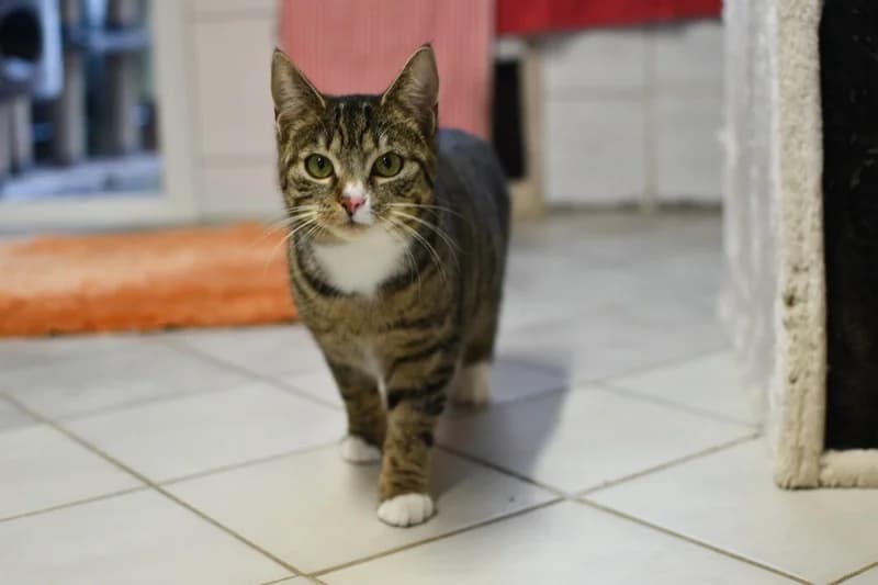 Vermittelt! August 2022, Mixed Breed for adoption at Tierheim Helenenhof-Hürth/Tierschutzverein