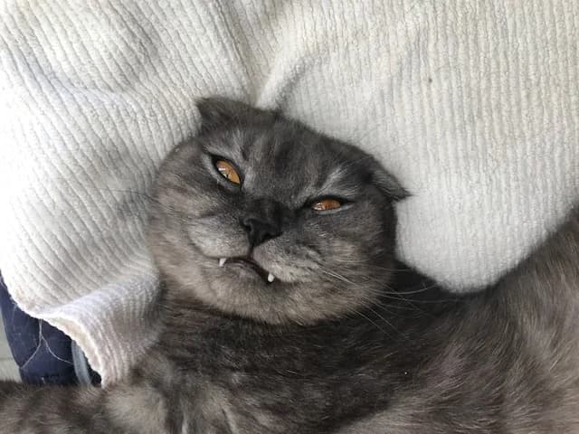 Vermittelt! September 2022, Mixed Breed for adoption at Tierheim Helenenhof-Hürth/Tierschutzverein